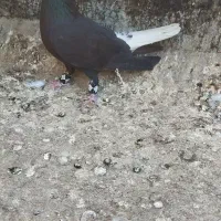 کبوتر زاغ دمسفید