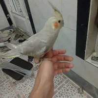 عروس هلندی