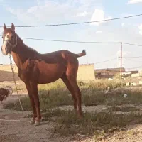 اسب کورد