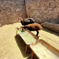 میش‌قزل