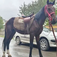 اسب کرد فروشی