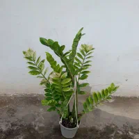 زامفولیا ابلق