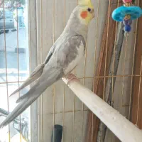 عروس هلندی نر سخنگو