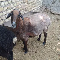 میش|حیوانات مزرعه|برزک, |دیوار