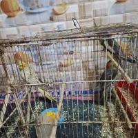 عروس هندی