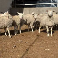 فروش  میش رومن
