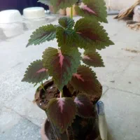 گل طبیعی حسن یوسف
