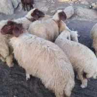کاور شیر مس
