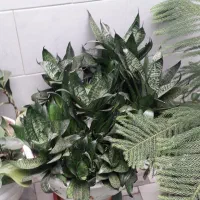 گلهای داخل گلدون دونه ای فروخته میشه باتخفیف۱۰۰