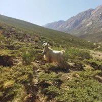 دوبر سالم همه چی تمام‌
