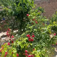 یک-باب-حیاط