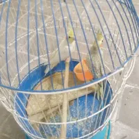 عروس هلندی