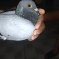 کبوتر پلاکی مسافتی