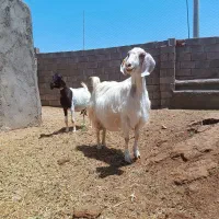 دو‌ عدد بز فروشی