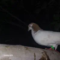 کبوتر پنگونی