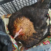 مرغ قوغاز بوقلمون انواع جوجه