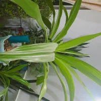 گل اشک ملکه و گل های دیگه...