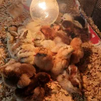 فروش جوجه مرغ غاز اوردک