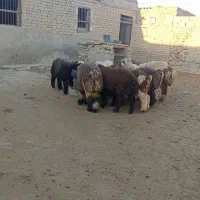 60بره نر دو رگ