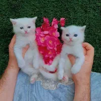 گربه