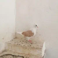 جوجه پشت و طوقی