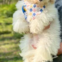 سگ تاینی پودل