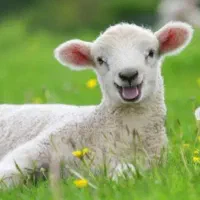 فروش گوسفند