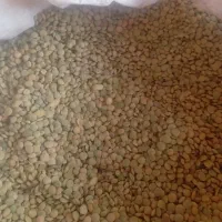 عدس رباط