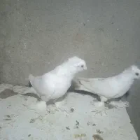 تعدادی کبوتر فروشی