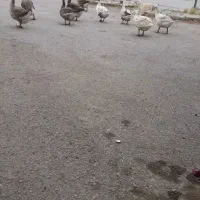 قازنرماده به شرط تخمگذاری دورشت