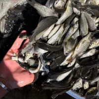 ماهی کپور سیبیل دار کهنداری