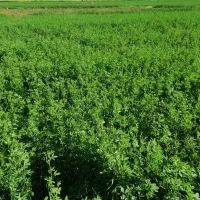 فروش یونجه بسته ای