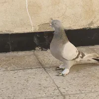 کبوتر سوسنی نر