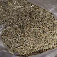 زیره سبز