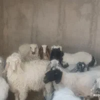 گوسفندوبره نر