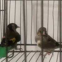 سهره نر و ماده