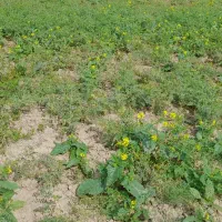 ‌کاه نخود خردشده ریز