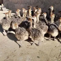 جوجه شتر مرغ و بوقلمون بیوتی