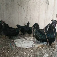 مرغ و خروس ایام سمانی
