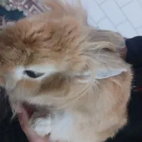 خرگوش
