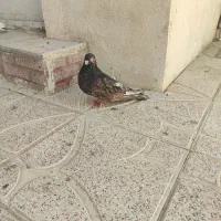 سرول‌ماده‌فروشی
