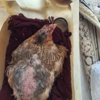 مرغ کت به همراه12تخم مرغ نطفه دار