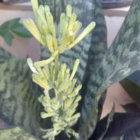 سانسور یا در حال گل دهی