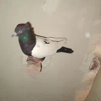 سینه سیاه.سینه گلی