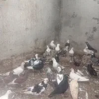 کبوتر های خوب از کاشان