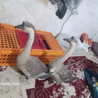غاز بت اوکراینی