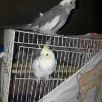 عروس هلندی