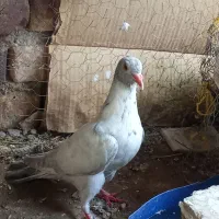 کفتر