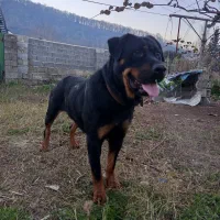 روتوایلر ماده