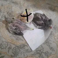 جوجه عروس هلندی